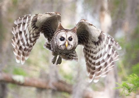 do owls prefer silence over music